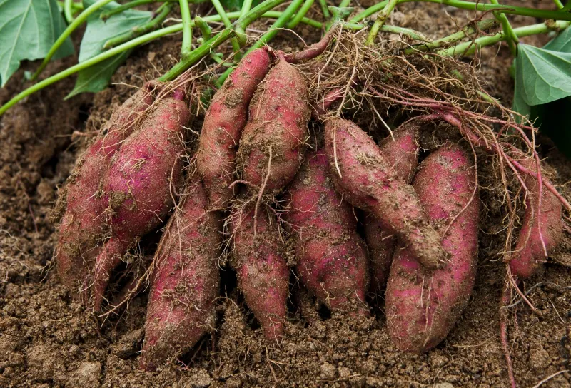 Sweet Potato Sweet Potato