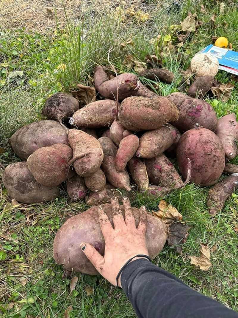 Sweet Potatoes Need Digging Before Cold Soil Sweet Potatoes Need Digging Before Cold Soil