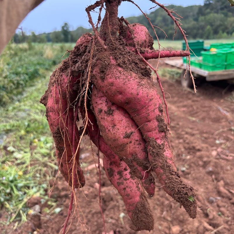 Sweet Potatoes