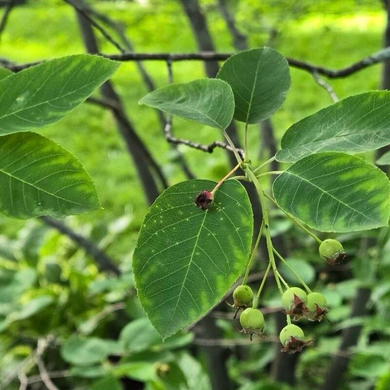 Sweet Serviceberry Treats Sweet Serviceberry Treats
