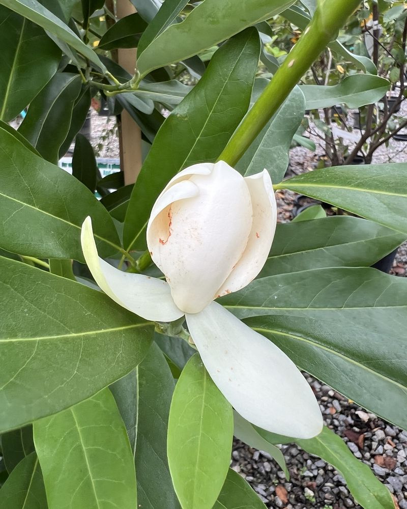 Sweetbay Magnolia Fits Moist Coastal Conditions