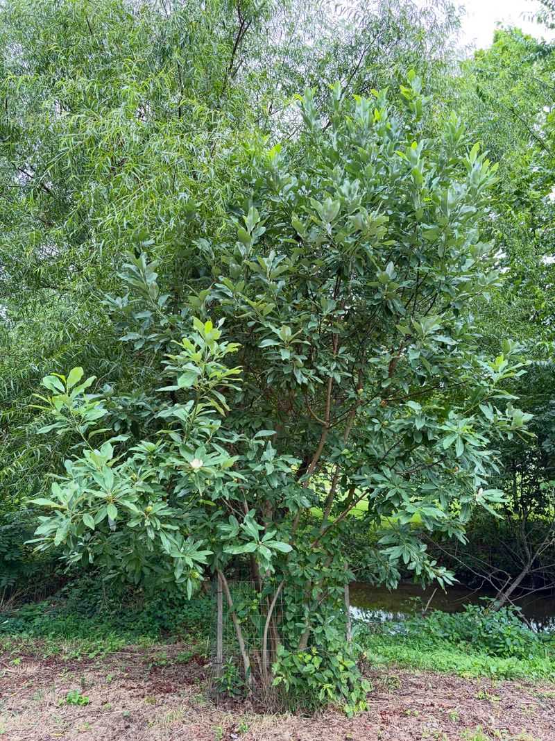 Sweetbay Magnolia Naturally Handles Wet And Boggy Ground Sweetbay Magnolia Naturally Handles Wet And Boggy Ground