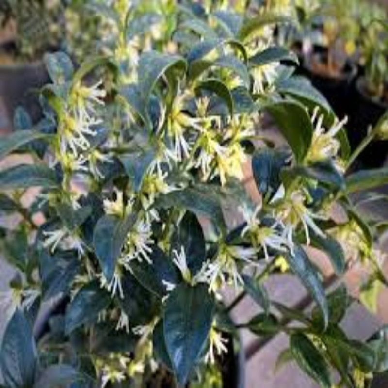 Sweetbox (Sarcococca)