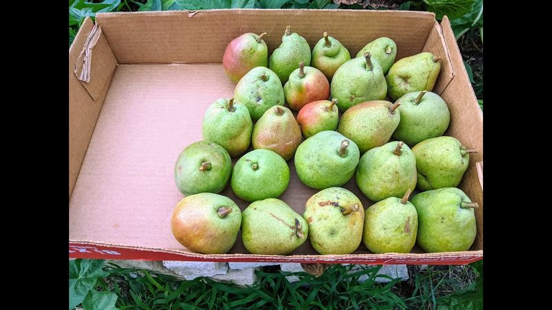 Sweeter Harvests And A Smarter Plan For Next Year