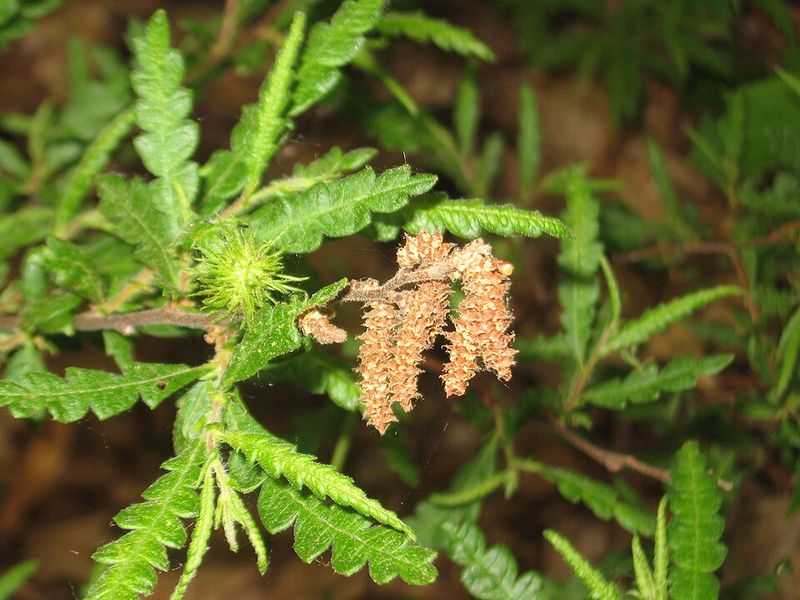 Sweetfern For Dry, Rocky Slopes
