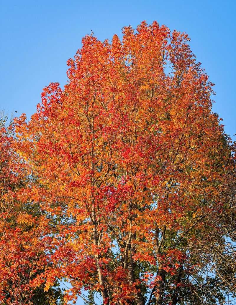 Sweetgum Delivers Brilliant Fall Foliage