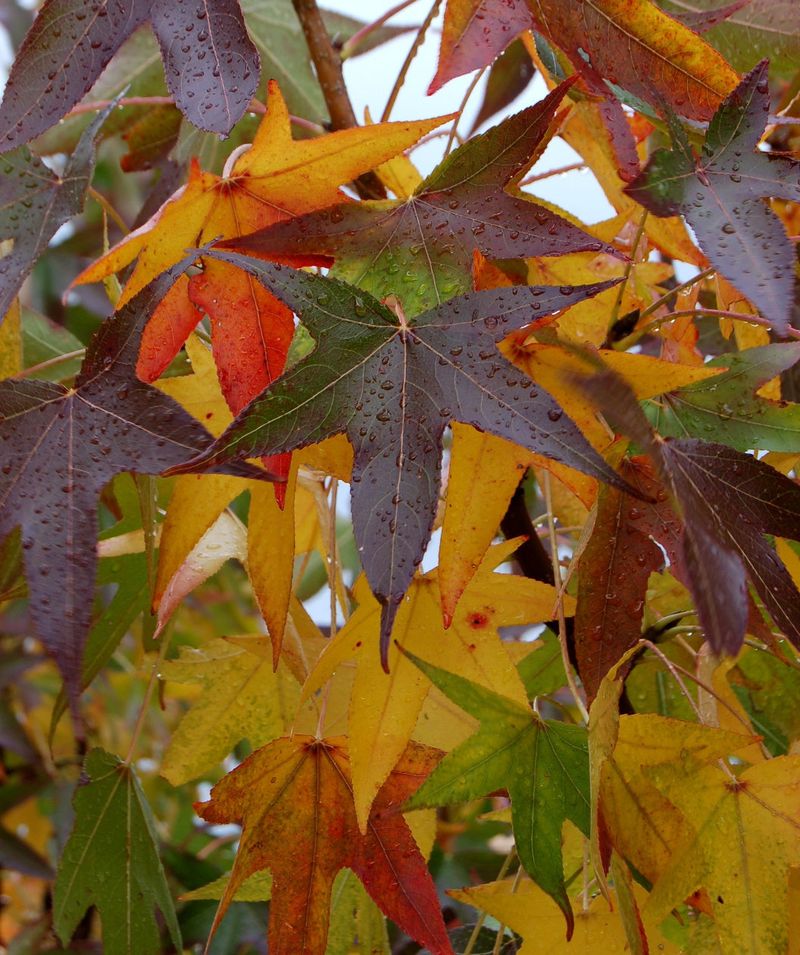 Sweetgum Delivers Yellow Orange And Crimson Leaves Sweetgum Delivers Yellow Orange And Crimson Leaves