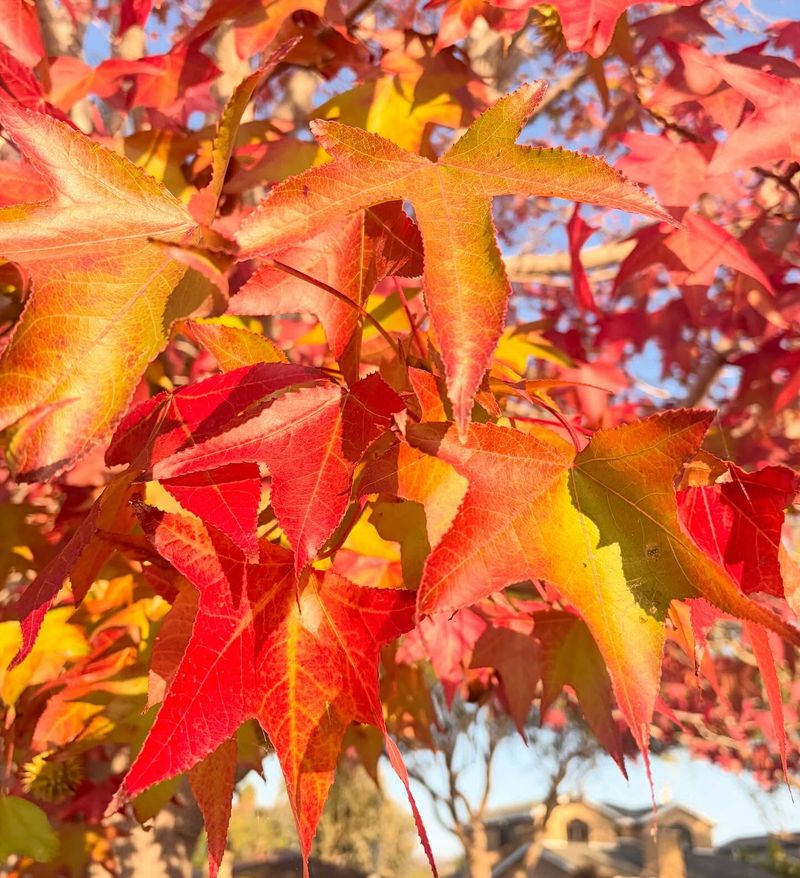 Sweetgum Holds Color Longer Than Most