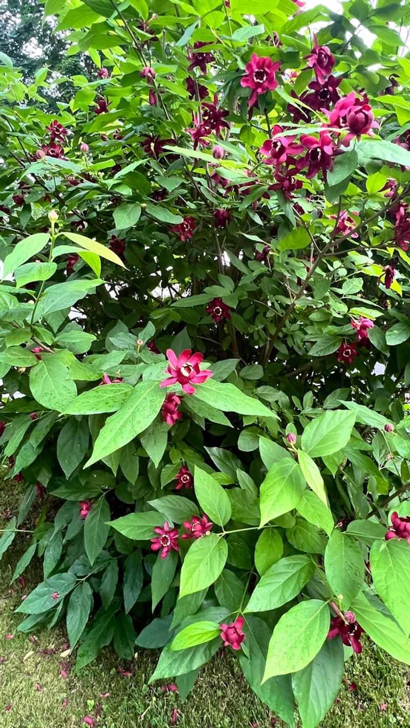 Sweetshrub For Suckering Stems And Spicy Blooms Sweetshrub For Suckering Stems And Spicy Blooms