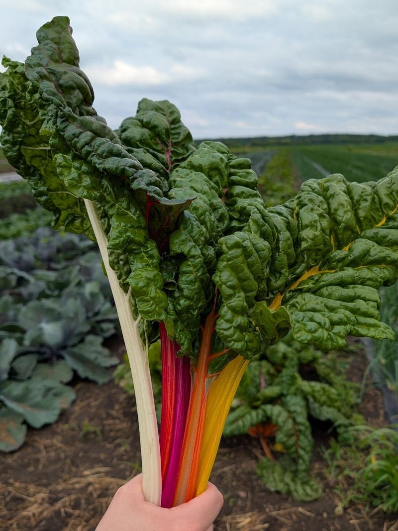 Swiss Chard Can Keep Producing Into Cool Weather Swiss Chard Can Keep Producing Into Cool Weather