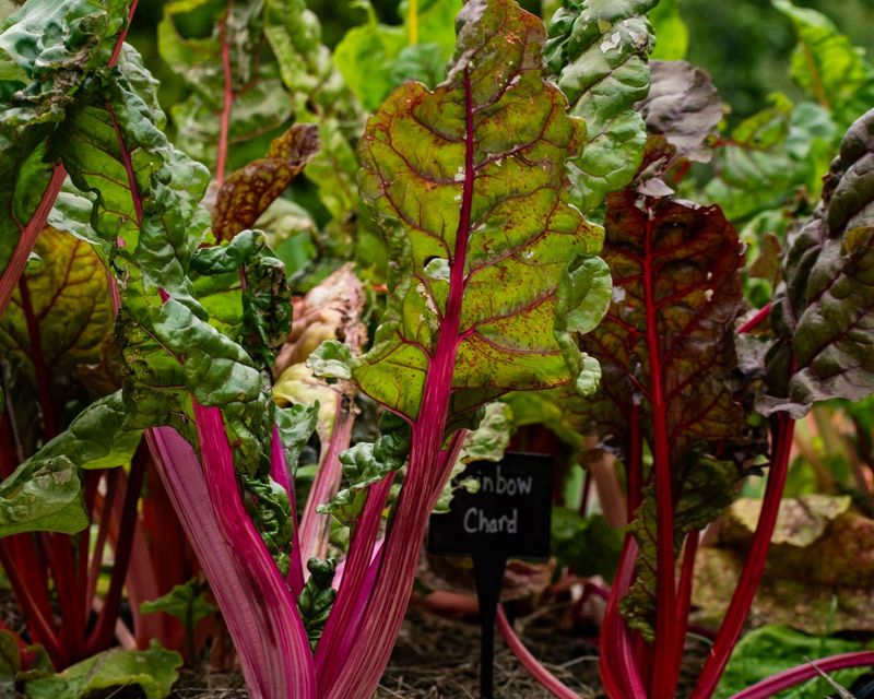 Swiss Chard For Colorful Staying Power Swiss Chard For Colorful Staying Power