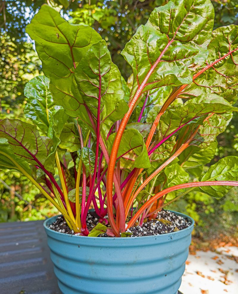Swiss Chard Keeps Producing From A Container As Temperatures Cool Swiss Chard Keeps Producing From A Container As Temperatures Cool