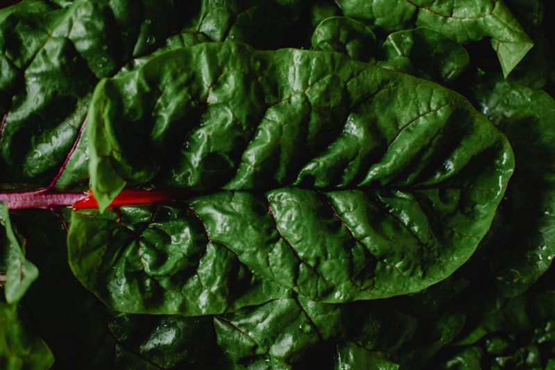 Swiss Chard Keeps The Harvest Going As Days Get Shorter