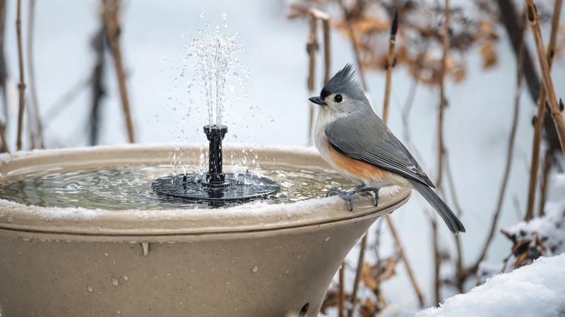 Switch To A Heated Birdbath Or Deicer Switch To A Heated Birdbath Or Deicer