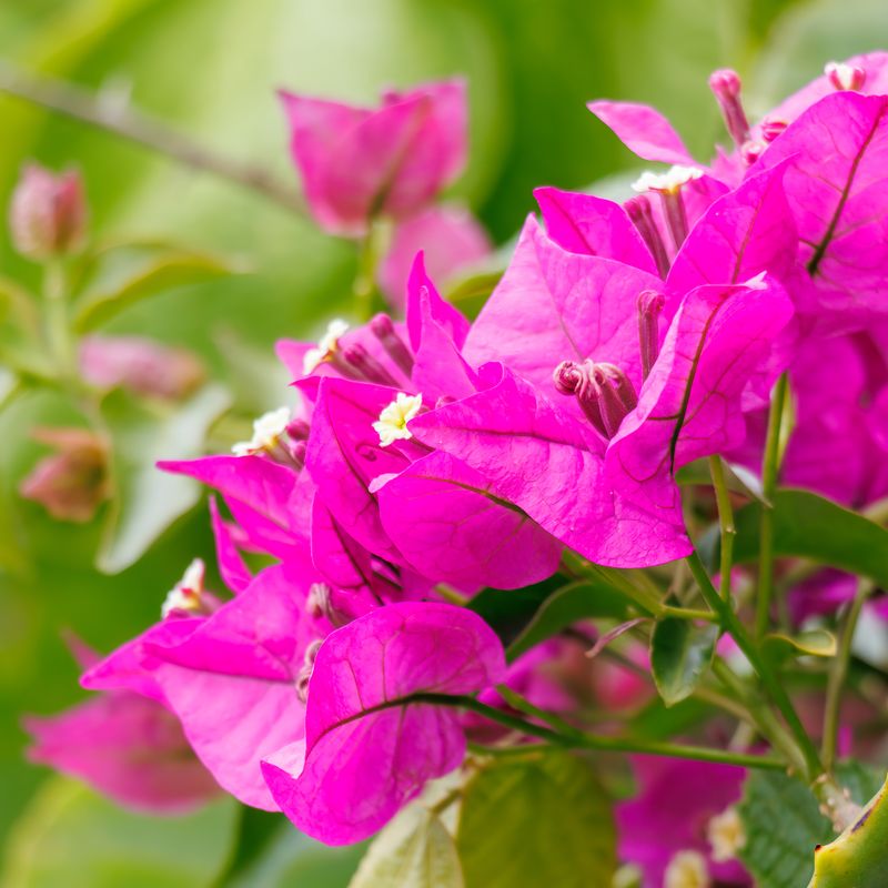 Switch To A Low-Nitrogen Feeding Plan