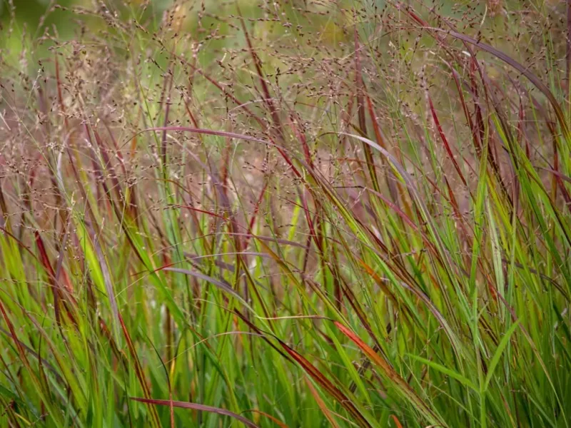 Switchgrass Adds Golden Texture And Winter Structure Switchgrass Adds Golden Texture And Winter Structure