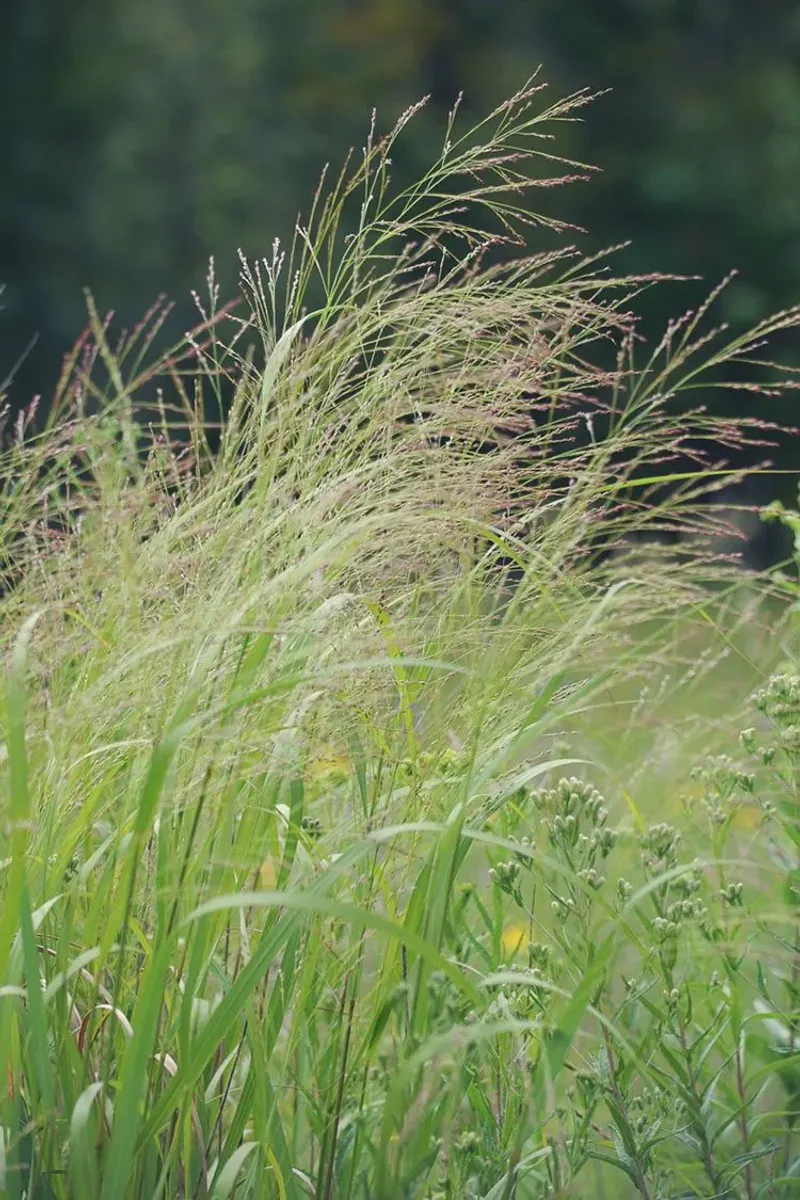Switchgrass Adds Texture While Tolerating Heat And Drought