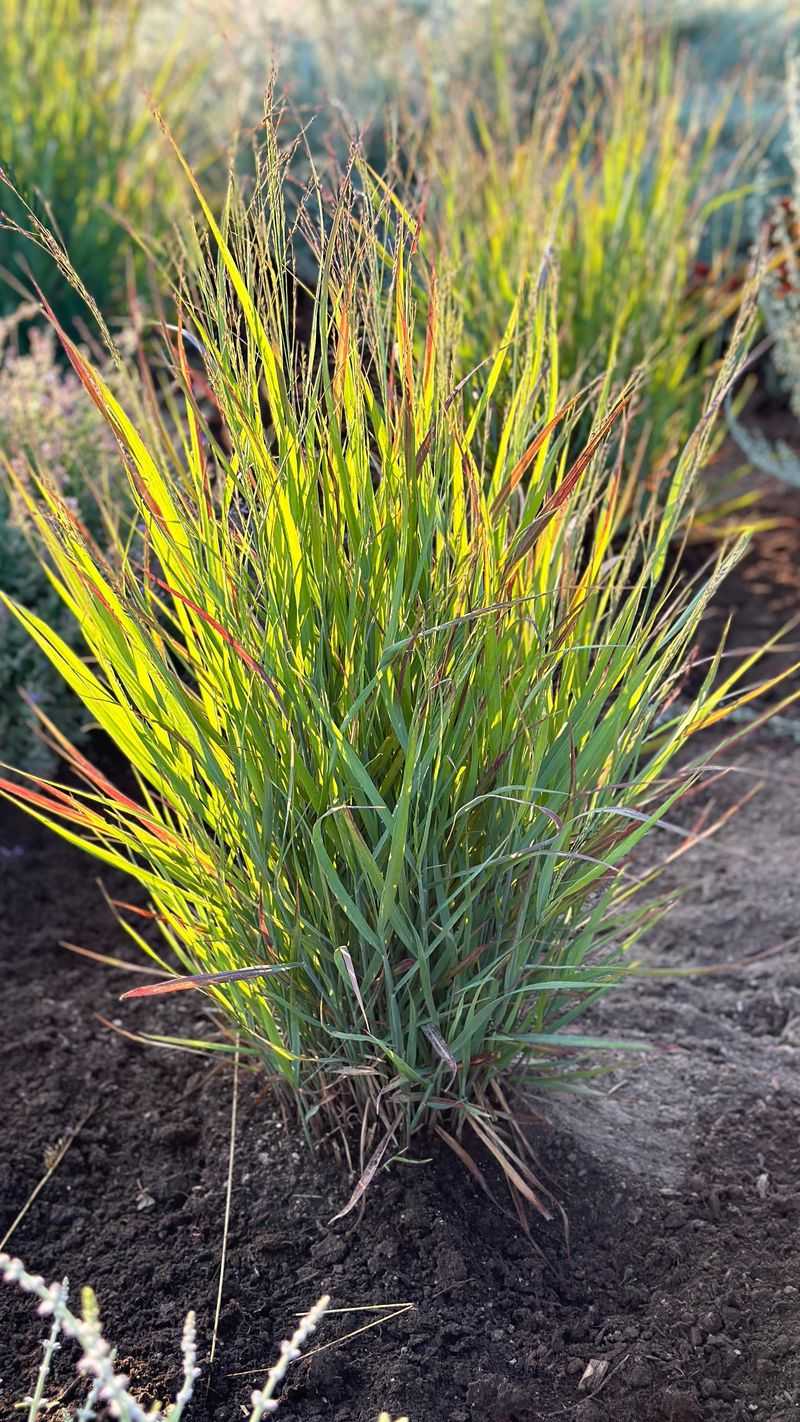Switchgrass Adds Warm Color And Airy Seed Heads