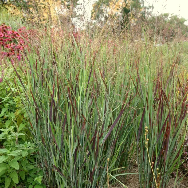 Switchgrass Anchors Slopes With Deep Roots