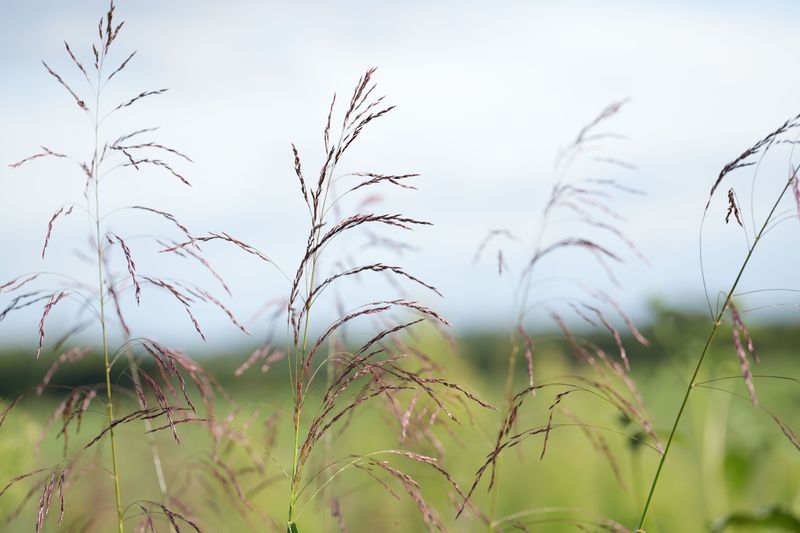 Switchgrass For Airy Seed Clouds And Wine-Red Leaves