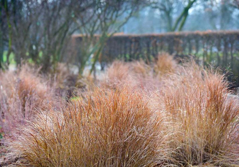 Switchgrass Holds Its Upright Form After Frost Switchgrass Holds Its Upright Form After Frost