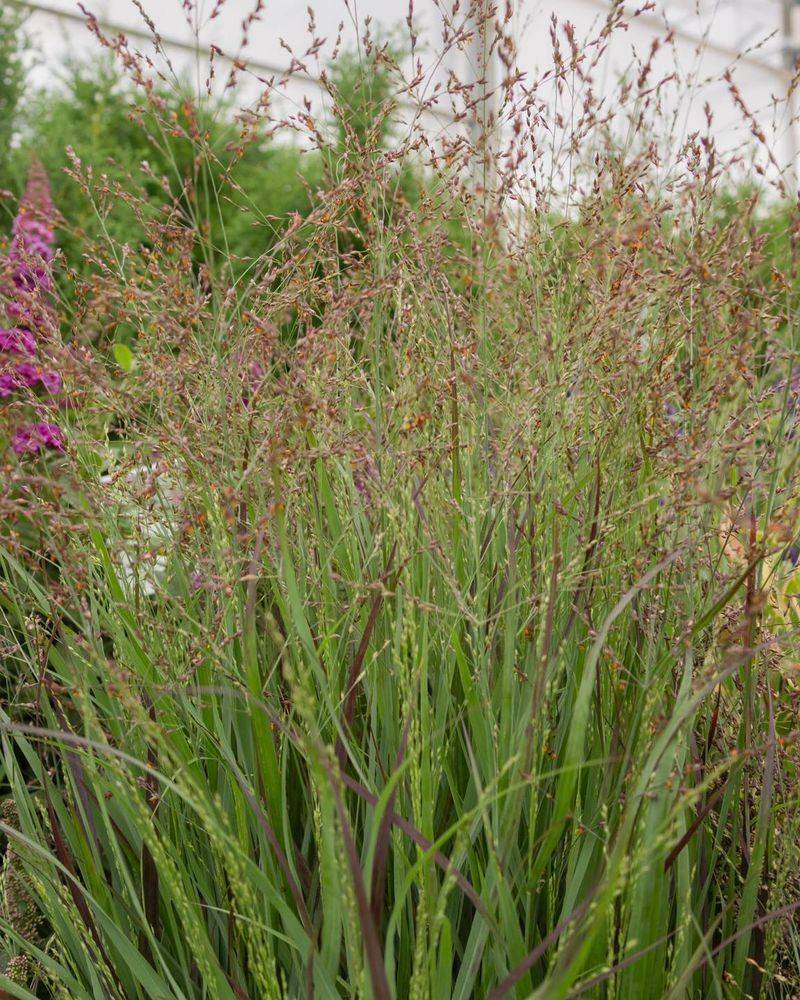 Switchgrass (Panicum Virgatum) Switchgrass (Panicum Virgatum)