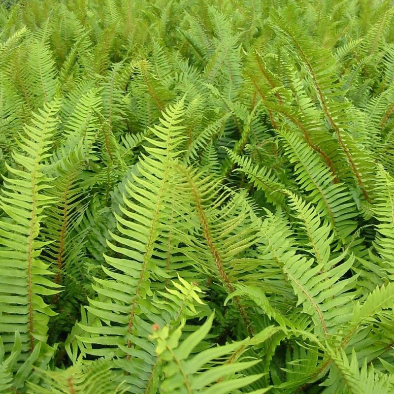 Sword Fern Fills Space Reliably