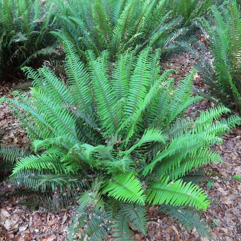 Sword Fern Sword Fern