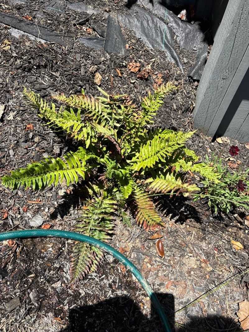 Sword Ferns May Go Brown After Long Heat Sword Ferns May Go Brown After Long Heat