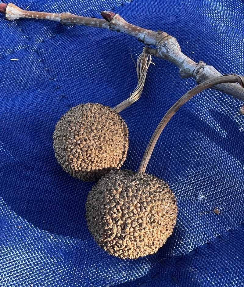 Sycamore Seed Balls And The Fuzzy Mess They Leave Sycamore Seed Balls And The Fuzzy Mess They Leave