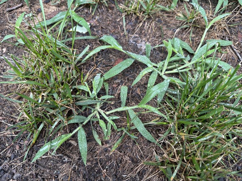 Tackle Lawn Weeds That Sprout In Autumn Tackle Lawn Weeds That Sprout In Autumn