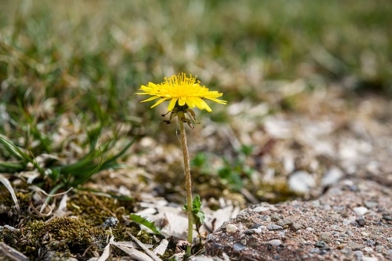 Tackle The Stubborn Broadleaf Weeds Tackle The Stubborn Broadleaf Weeds