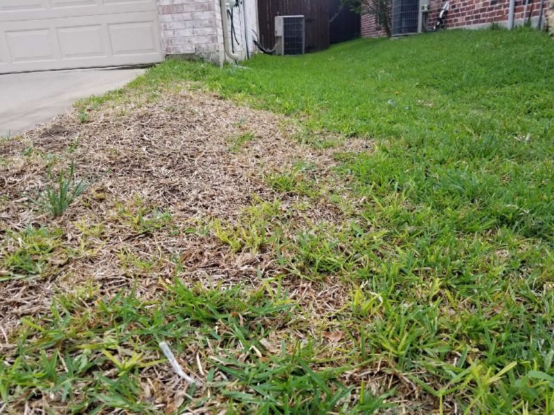Take-All Root Rot Can Show Up After Heavy Summer Rain