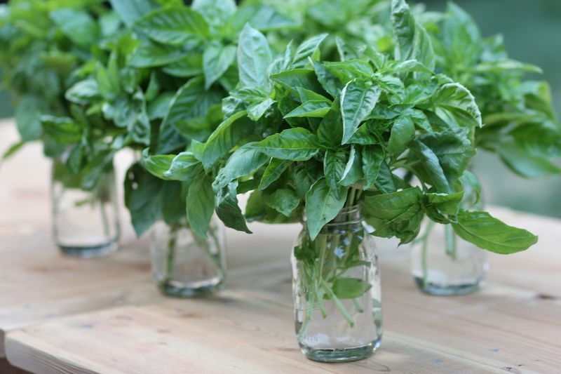 Take Basil Cuttings For An Indoor Supply Take Basil Cuttings For An Indoor Supply