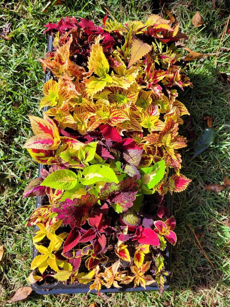 Take Cuttings Before Frost Take Cuttings Before Frost