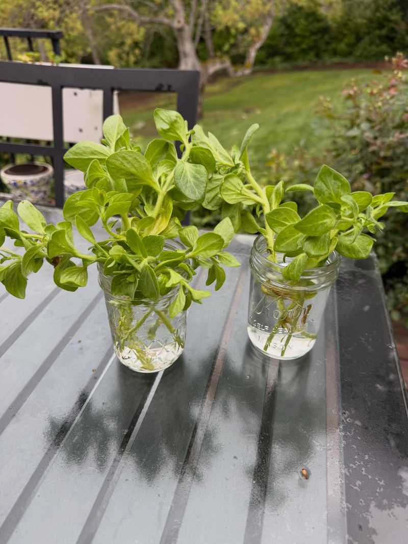 Take Cuttings For Next Year Take Cuttings For Next Year
