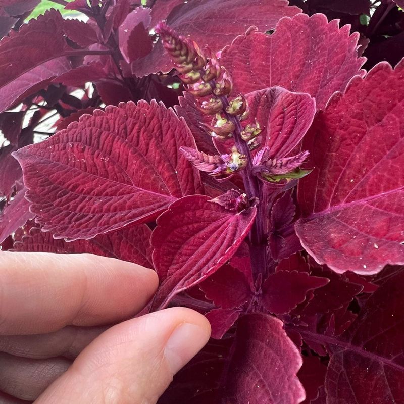 Take Cuttings If The Mother Plant Is Too Large Take Cuttings If The Mother Plant Is Too Large