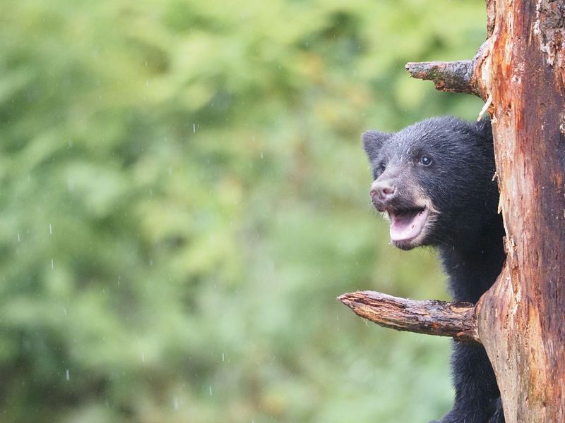 Take Feeders Down In Spring When Bears Wake Up