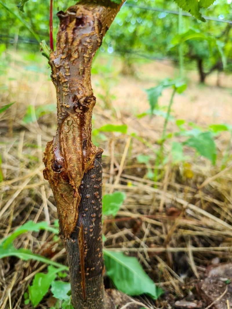 Take Out Broken Fruit Tree Branches Take Out Broken Fruit Tree Branches