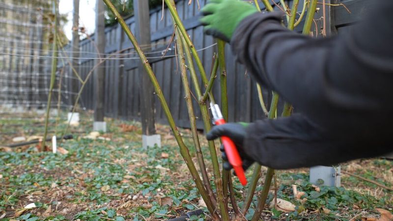 Take Out The Canes That Produced Berries This Year