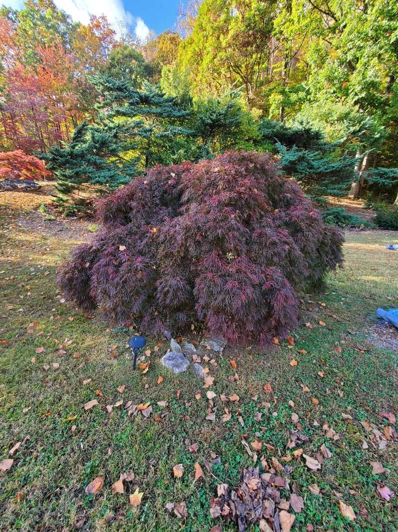 Take Reference Photos Of Each Plant's Shape