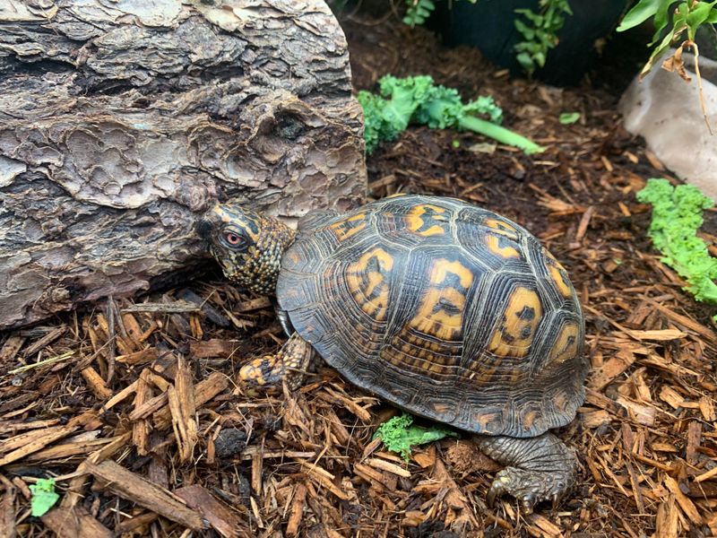 Taking A Wild Turtle Home Is Never The Answer Taking A Wild Turtle Home Is Never The Answer