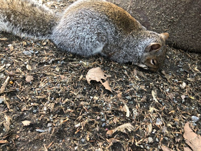Taking Dust Baths To Shake Off Pests Taking Dust Baths To Shake Off Pests