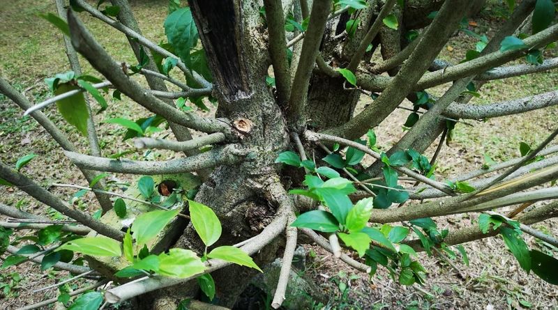 Taking Off More Than A Third Stresses The Shrub