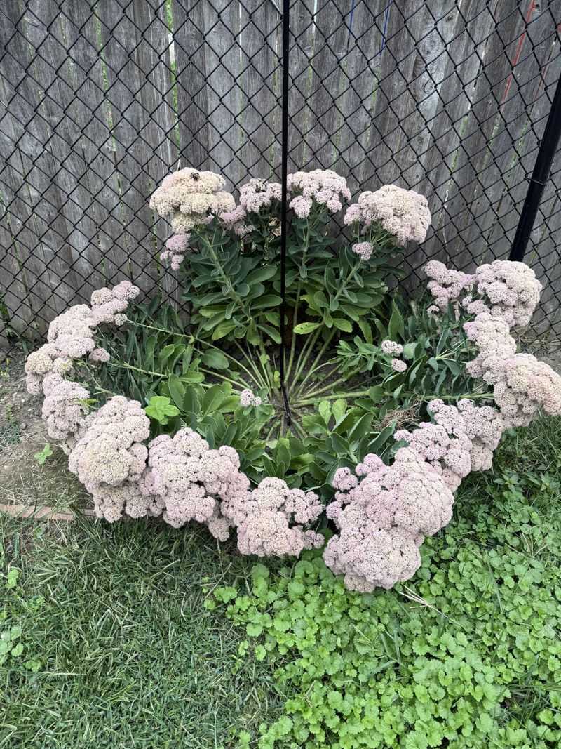 Tall Border Sedums And Their Soft Spring Growth Tall Border Sedums And Their Soft Spring Growth