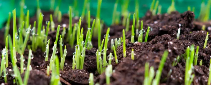 Tall Fescue Seedlings Need Steady Moisture To Establish Tall Fescue Seedlings Need Steady Moisture To Establish