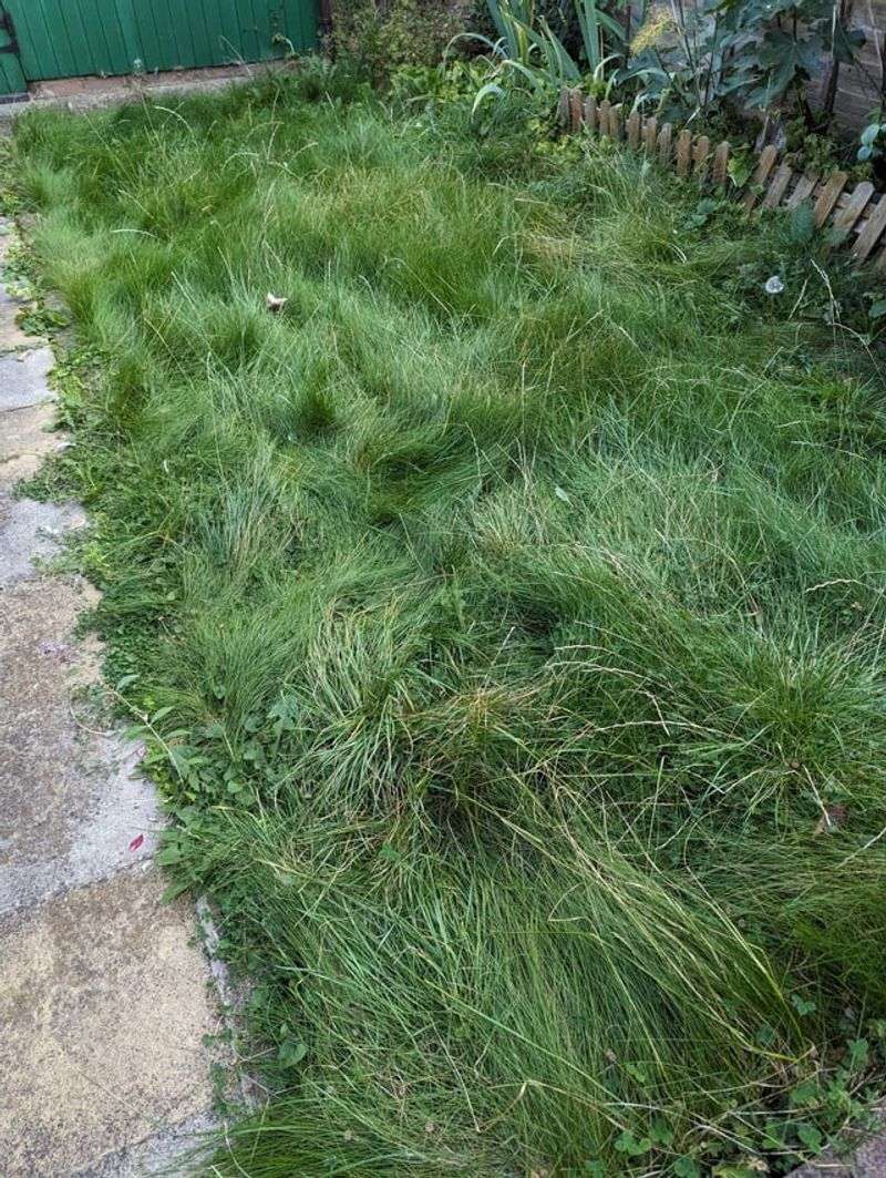 Tall Grass And Overgrown Lawn Edges