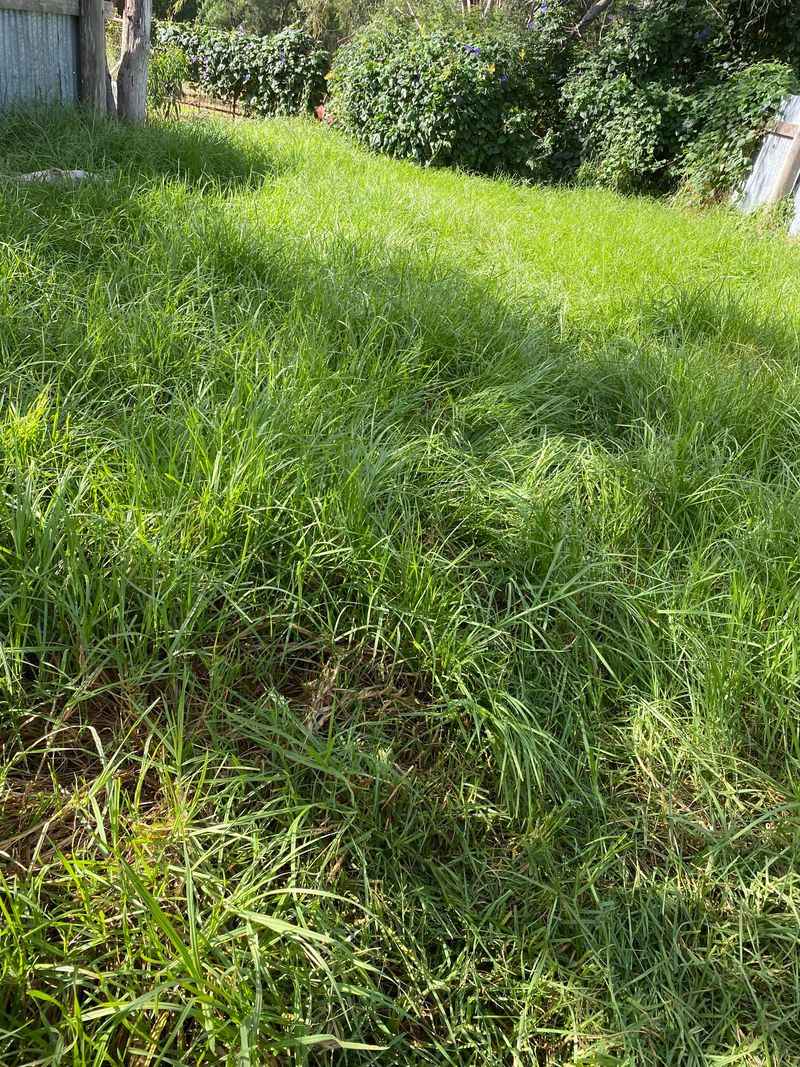 Tall Grass And Overgrown Lawn Edges Tall Grass And Overgrown Lawn Edges