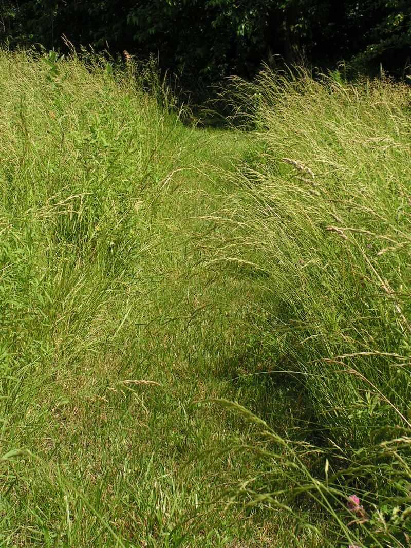Tall Grass And Unmowed Lawn Edges