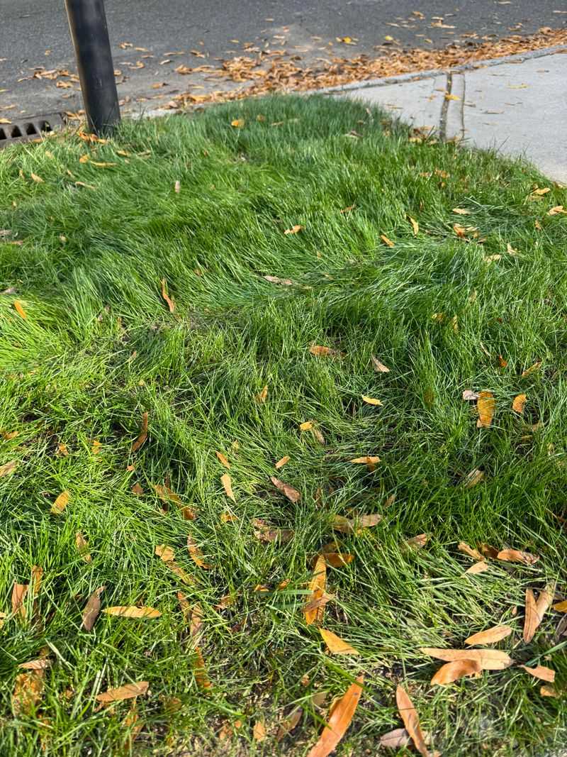 Tall Grass Gives Mice More Protection Tall Grass Gives Mice More Protection